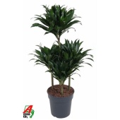 Драцена Компакта карусель d24 см h100-125 см