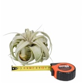 Тилландсия Xerographica X10 d12.5 см h12.5 см