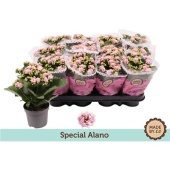 Каланхоэ Rosalina Special Alano d9 см h19 см