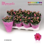 Каланхоэ Calandiva Moments розовый d12 см h24 см