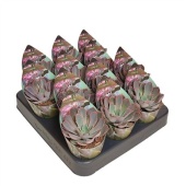 Эхеверия Shaviana Pink Frills Potcover d6.5 см h8 см