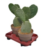 Опунция Ficus Indica d20 см h40 см