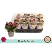 Каланхоэ Rosalina Purple d9 см h19 см