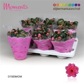 Каланхоэ Calandiva Moments розовый d15 см h26 см