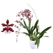 Онцидиум 2st Cherry Baby d14 см h55 см тип 2