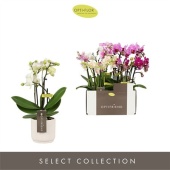 Фаленопсис 3 ствола Mix 15+ In White Toscane d7 см h25 см