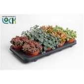 Седум микс d12 см h15 см