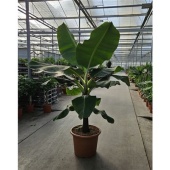 Банан Dwarf Cavendish d55 см h260 см
