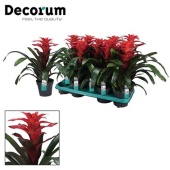Гузмания Optima (decorum) d13 см h40 см