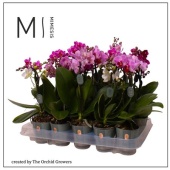 Фаленопсис Mini 1st Mix 8+ d7 см h30 см