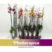 Фаленопсис 2 ствола Mix 14+ (phalaenova) d12 см h75 см