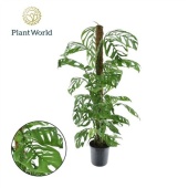 Монстера Epipremnoides Escaletto Mosspole d20 см h140 см