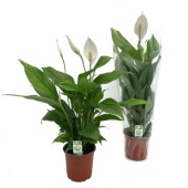 Спатифиллум Sweet Silvio 3+ цветов Blanco d14 см h60 см