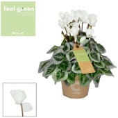 Цикламен Пикассо белый Feel Green (decorum) d11 см h22.5 см