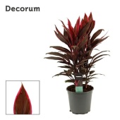 Кордилина Танго d19 см h55 см (decorum)