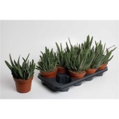 Гастерия Carinata Big Ben d14 см h27.5 см