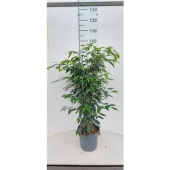 Фикус Бенджамина Даниэль d21 см h90 см