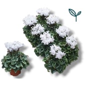 Цикламен Donatello White d10.5 см h17.5 см