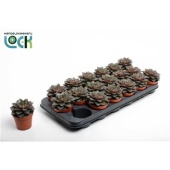 Эхеверия Purpusorum d8.5 см h10 см тип 2