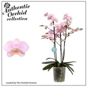 Фаленопсис 3 ствола Marvellous Light Pink 40+ Authentic d17 см h70 см