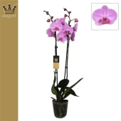 Фаленопсис 2 ствола Royal Pink 18+ (bernhard) d12 см h60 см