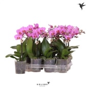 Фаленопсис Little Kolibri 1st Violet 10+ d9 см h40 см тип 2