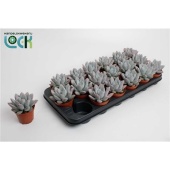 Эхеверия Apus d8.5 см h15 см тип 1