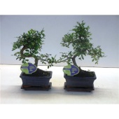 Бонсай Зельква Parvifolia d15 см h30 см тип 2