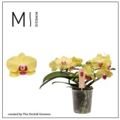 Фаленопсис 2 ствола Muse Yellow 25+ (orchid Growers) d12 см h35 см