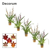 Орхидея Камбрия 3 ствола микс (decorum) d12 см h60 см