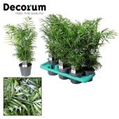 Хамедорея Элеганс (decorum) d14 см h55 см