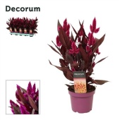 Целлозия Мистик Шаде (decorum) d12 см h35 см тип 1