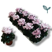 Цикламен Victoria White-pink d10.5 см h15 см
