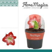 Гиппеаструм Exotic Striped Flora Magica 2 ствола d13 см h25 см тип 3