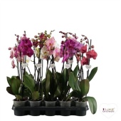 Фаленопсис 2 ствола Multi Pink ( Levo ) d12 см h55 см
