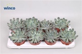 Эхеверия Pulidonis Grey d12 см h18 см тип 1