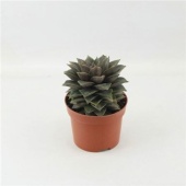 Эхеверия Purpusorum d12 см h15 см