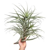 Тилландсия Fasiculata d30 см h50 см