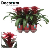 Гузмания Salinas Luxe Keramiek (decorum) d14 см h45 см