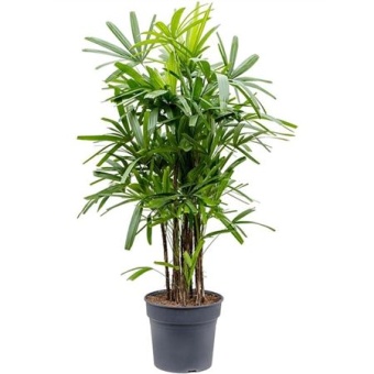 Рапис Excelsa d34 см h160 см