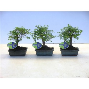 Бонсай Зельква Parvifolia d15 см h25 см тип 2