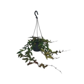 Хойя Rosita hangpot d14 см h30 см