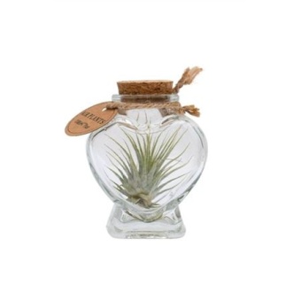 Тилландсия Heart Bottle Small d4 см h15 см