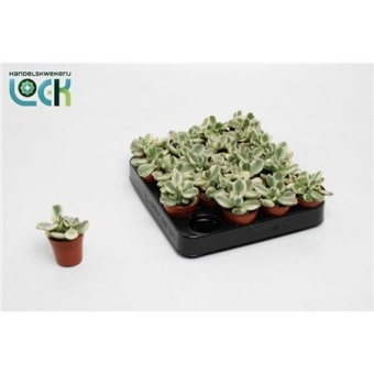 Котиледон суккулент вариегатный d5.5 см h10 см