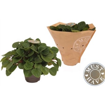 Пеперомия Rana Verde (must have) d17 см h32 см