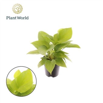 Хомаломена Lemon Lime d14 см h35 см