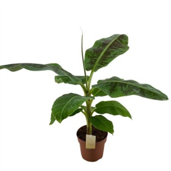 Банан Dwarf Cavendish d21 см h100 см