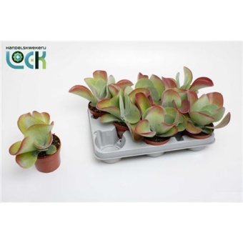 Каланхоэ Турсифлора d10.5 см h15 см