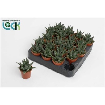 Хавортия маргаритифера d5.5 см h10 см