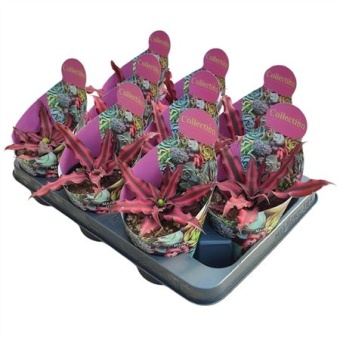 Криптантус Bivittatus Red Star Potcover d10.5 см h12.5 см